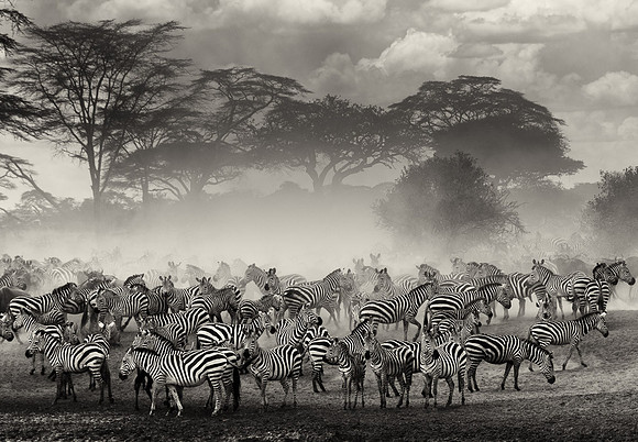 Migrations 1, Masai Mara, Kenya
