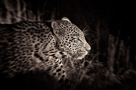 Migrations 4, Serengeti, Tanzania