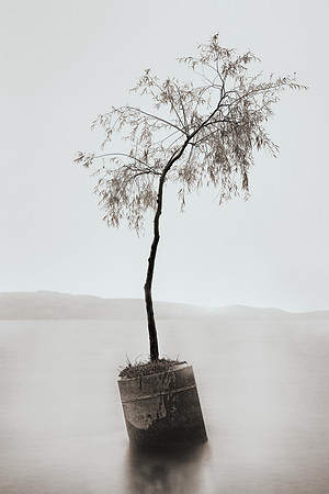 Canned tree, MKD