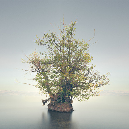 Niki's tree, MKD