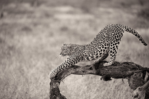 Migrations 3, Serengeti, Tanzania