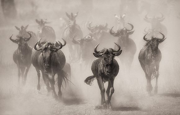 Migrations 2, Masai Mara, Kenya
